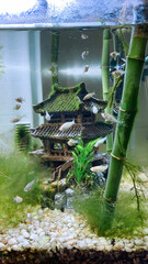 Fototapete bei efototapeten.de bestellen   