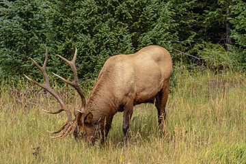 Grazing wapiti bull at the edge of the forest during the late afternoon in the Rocky Mountains National Park