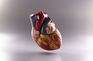 Close-up of human heart, anatomical medical model floating in air on grey background. Medical...