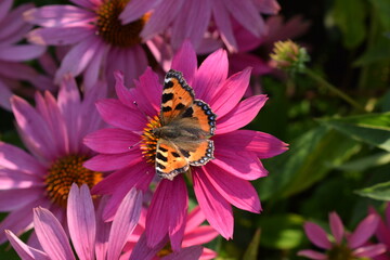 Butterfly on the flower. Pink flower of echinacea. Beautiful summer flower in the garden	
