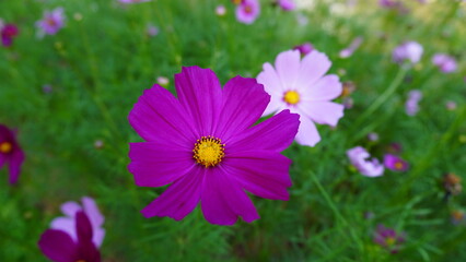Fototapeta premium cosmos flower in the garden