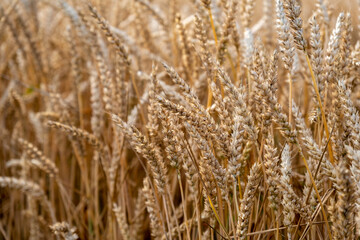 Juicy fresh ears of young green wheat on nature in spring summer field close-up of macro. Green Wheat field blowing in the rural Indian fields. Germany.