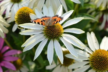 Butterfly on the flower. White flower of echinacea. Beautiful summer flower in the garden	
