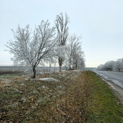 Obraz premium A group of trees on a grassy hill by a road