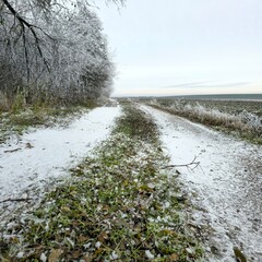 A dirt road with grass and trees on either side of it
