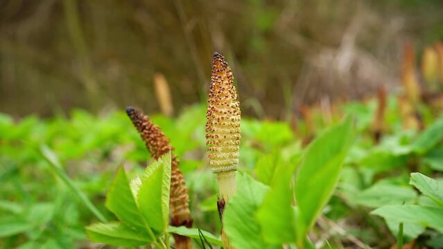 Close up shot of great horsetail (Equisetum telmateia)