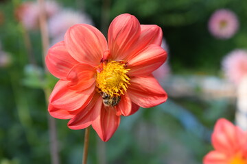 Bee on the georginia flower. Orange flower. Dahlia flower. Summer flower. Gardening