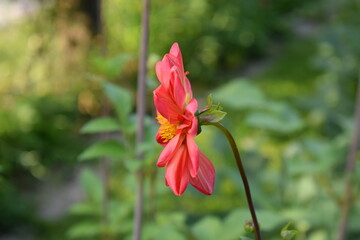 Georginia flower. Orange flower. Dahlia flower. Summer flower. Gardening