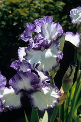 Iris x germanica 'Classic look' , Iris grand à barbe