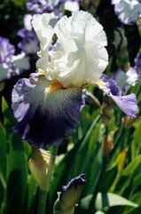 Iris x germanica 'Ruban bleu' , Iris grand à barbe