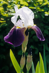 Iris x germanica 'Bernard de Javrezac', Iris grand à barbe