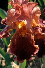 Iris x germanica 'Lorenzaccio de Medicis', Iris grand à barbe