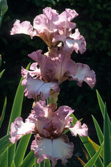 Iris x germanica 'Pink Froth' , Iris grand à barbe
