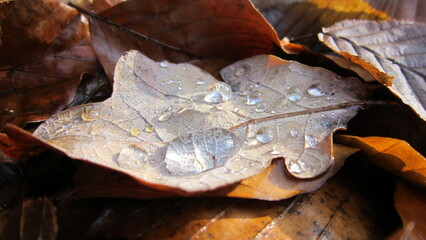 Water drop on the leaf of oak tree. Autumn leaf. Beautiful season background. Season, forest, nature.