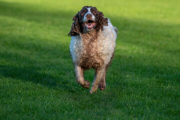 A Springer spaniel runs to camera with a smile on its face. Dog exercise image.
