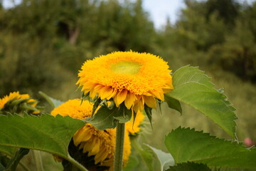 Sunflower flower. Big yellow flower. Yellow petal. Summer flowers