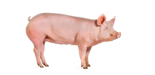 Side view of a Domestic pig, isolated on white