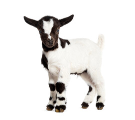 Side view of a Black and white kid of a Tibetan Pigmy Goa looking at the camera, isolated on white