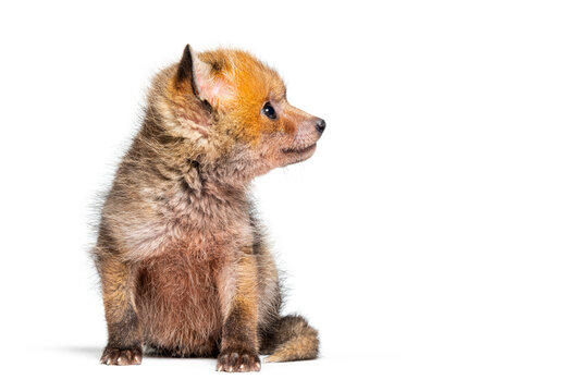 Sitting five weeks old Red fox cub looking up, isolated on white