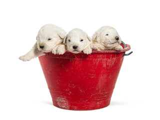 Puppies Maremma Sheepdogs getting out of a red bucket