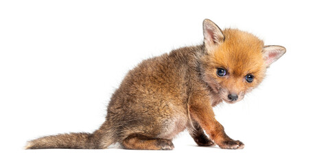 Rear view of a Sitting five weeks old Red fox cub, isolated on white