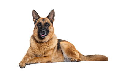 German shepherd lyng down, isolated on white