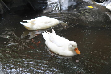 The Pekin or White Pekin is a type of American domestic duck, raised primarily for its meat,...