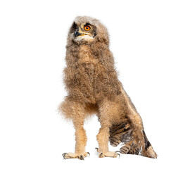 One-month-old great horned owl chick, looking up and spreading a wing, isolated on white