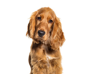 Head shot of a English cocker spaniel looking at the camera, isolated on white