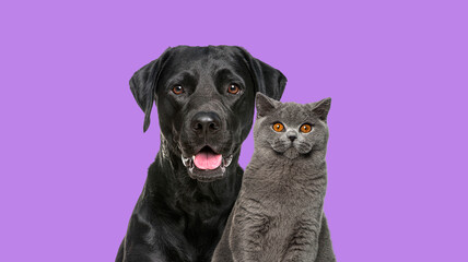 Close-up of a Happy panting black Labrador dog and British Shorthair cat looking at the camera,...