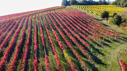lambrusco wine vineyards in autumn aerial landscape with drone castelvetro di modena