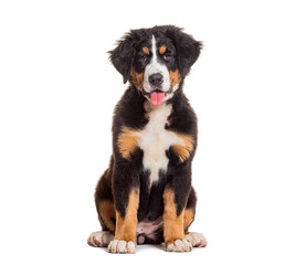 Puppy four months old Bernese mountain dog sitting panting, isolated on white