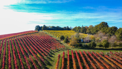 lambrusco wine vineyards in autumn aerial landscape with drone castelvetro di modena