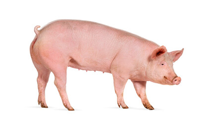 Side view of a Domestic pig, isolated on white © Eric Isselée