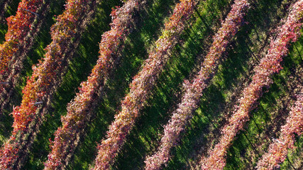lambrusco wine vineyards in autumn aerial landscape with drone castelvetro di modena - 692454641