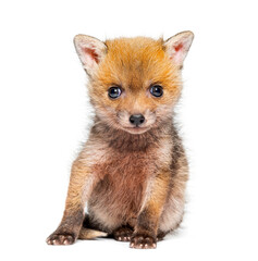 Sitting five weeks old Red fox cub looking at the camera, isolated on white