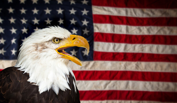 North American Bald Eagle with American flag