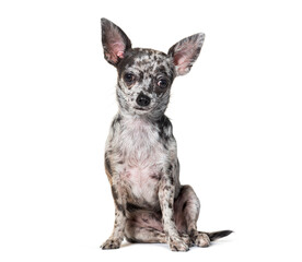 Sitting Blue Merle Chihuahua, isolated on white