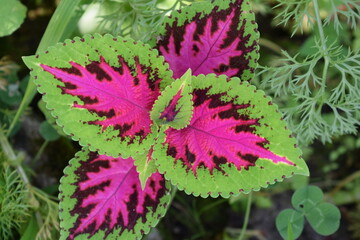 Coleus Blumego. Colorful leaves. Plant with colouful leaves. Plant with pink leaf. Amazing plant