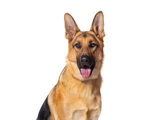 head shot of a German shepherd panting and looking at the camera, isolated on white