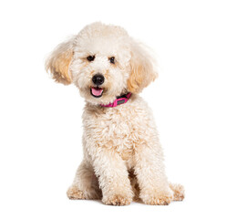 Poodle sitting, happy, panting, wearing a dog collar, isolated on white
