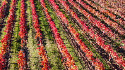 lambrusco wine vineyards in autumn aerial landscape with drone castelvetro di modena - 692455405