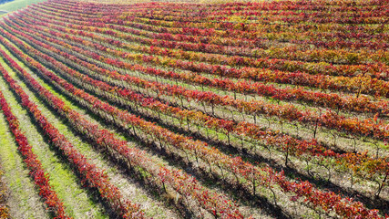 lambrusco wine vineyards in autumn aerial landscape with drone castelvetro di modena - 692455815