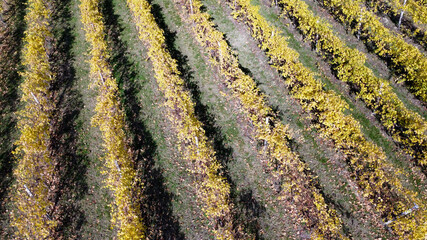lambrusco wine vineyards in autumn aerial landscape with drone castelvetro di modena - 692456235