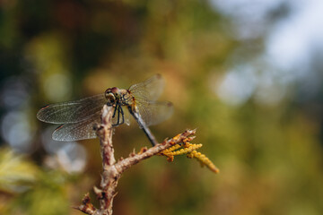 Dragonfly sitting on branch of a bush