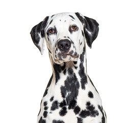 Portrait of a Dalmatian dog, isolated on white