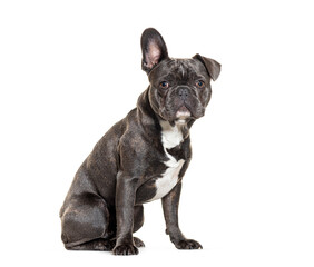 French Bulldog sitting one ear up, isolated on white
