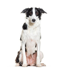 Sitting border collie, isolated on white