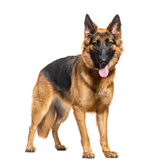 German Shepherd Panting, looking at the camera, isolated on white