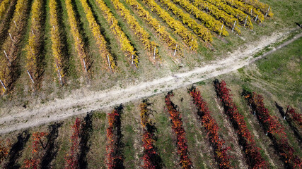 lambrusco wine vineyards in autumn aerial landscape with drone castelvetro di modena - 692456467
